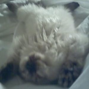 Meet your Posher, Lindsay